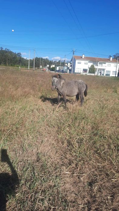 Pónei apaluso inteiro