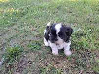 Shih-tzu piesek mały