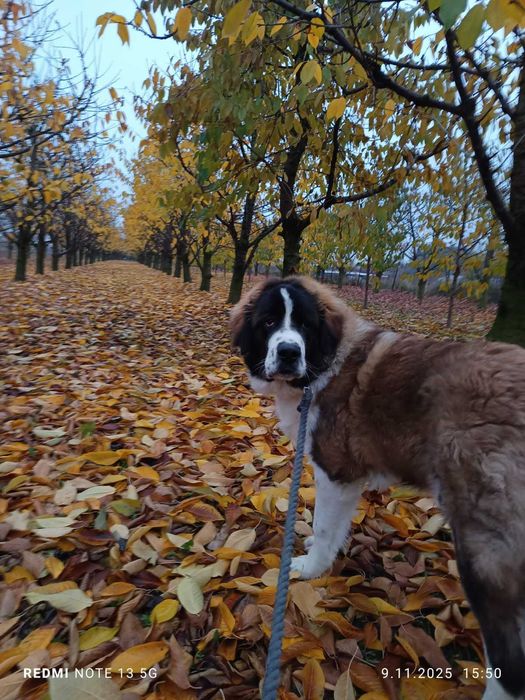 Moskiewski pies strozujacy szczeniak