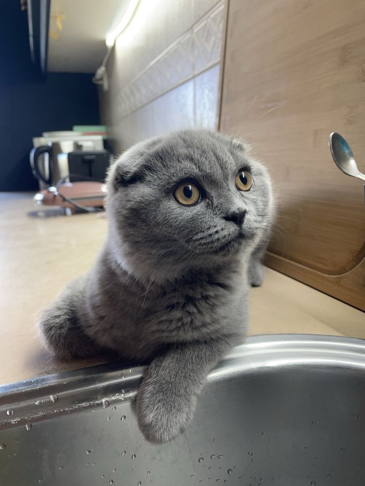 Scottish Fold Blue