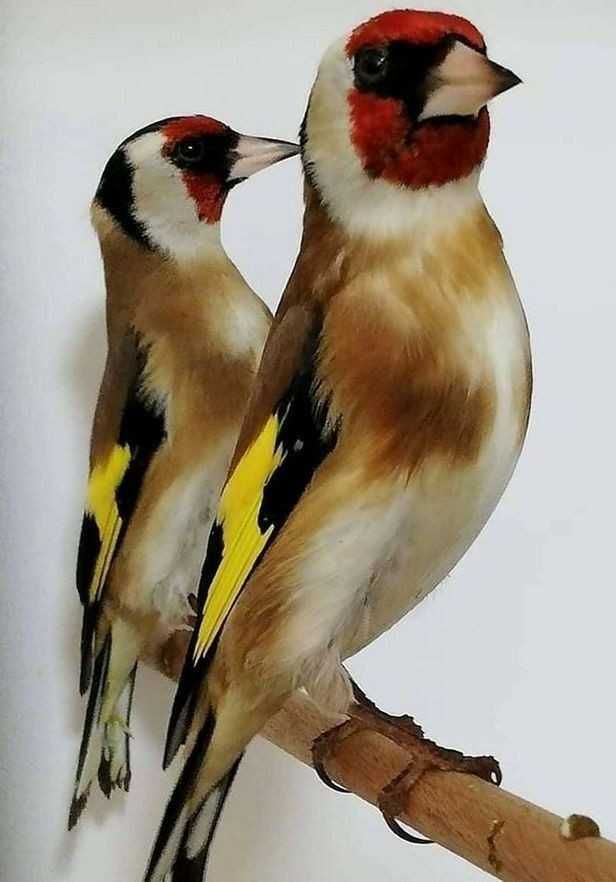 Vendo mestiço anilhado