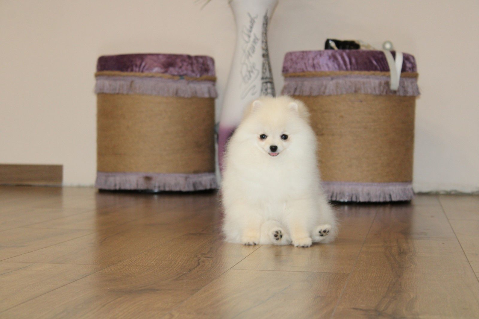 Pomeranian female FCI/КСУ kennel Померанський шпіц дівчинка крем