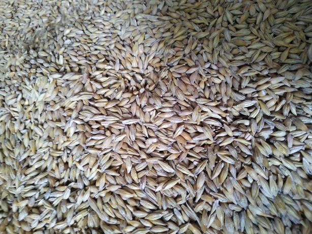 Продам зерно ячмінь Геліос посівний і для годівлі