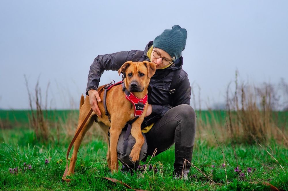 Vadasz inteligetny młody psiak szuka domu ADOPCJA