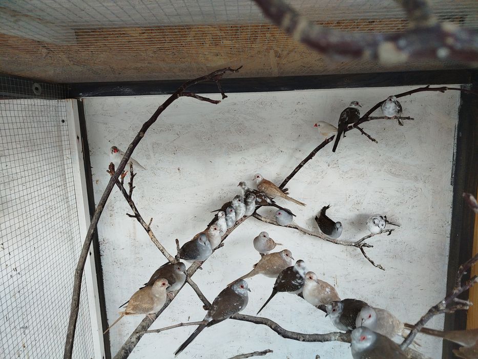 Gołąbki diamentowe szeki