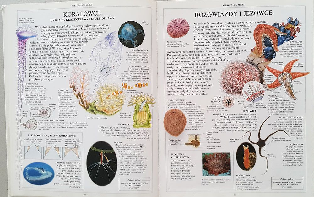 Ilustrowana encyklopedia dla dzieci Świat przyrody