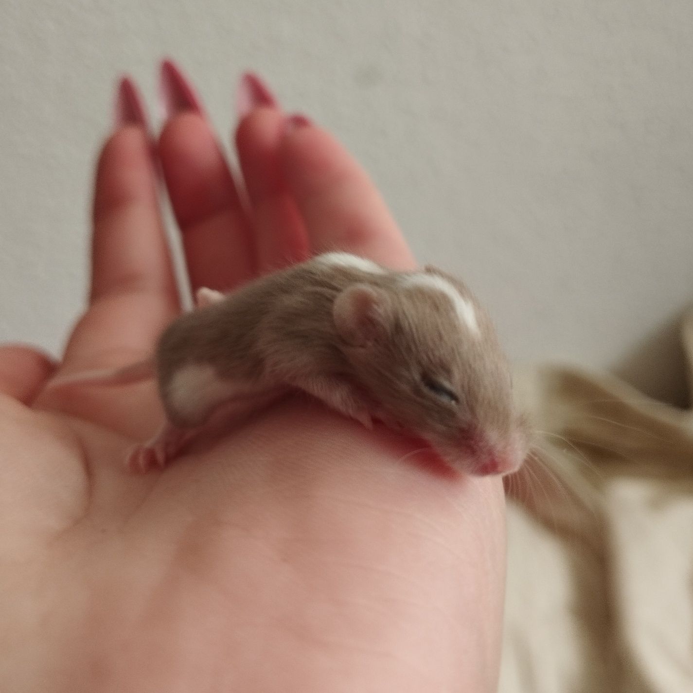 Oddam małe myszki