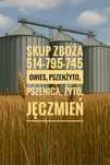 Skup zboża, owies, pszenica, pszenżyto, żyto, jęczmień
