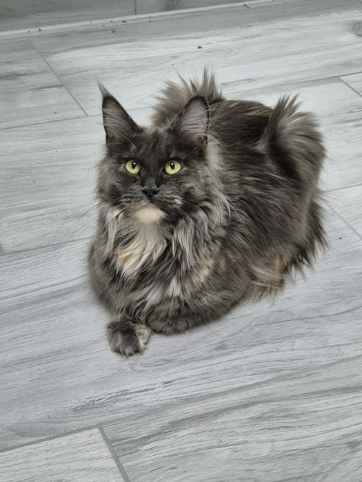 Kotka Maine coon po sterylizacji niebieski szylkret