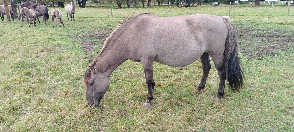 Konik polski. Klacz. Źrebaki