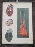 Stara tablica anatomicxna Niemieckie Muzeum Higieny