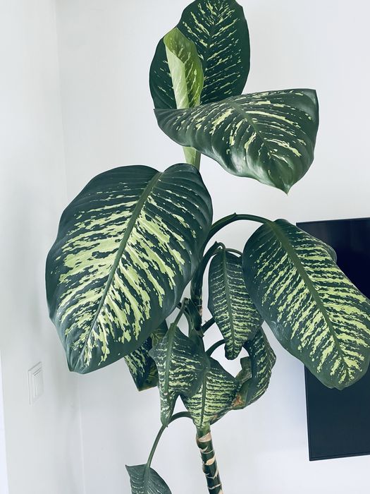 Difenbachia kwiat domowy pobad dwa metry odbiór