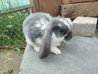 Barany francuskie
