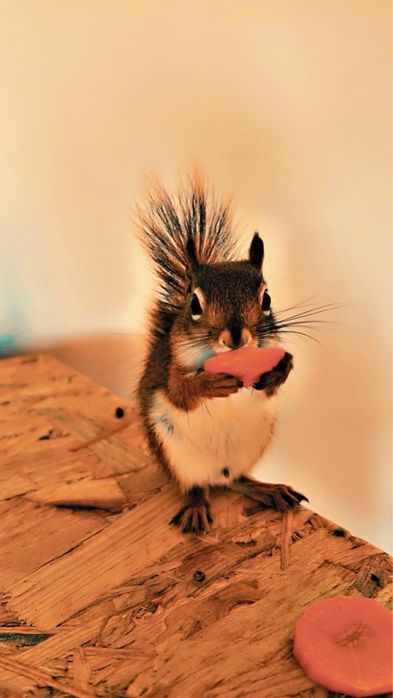 Wiewiorka Hudsona - dwa samce