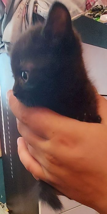 Продам шотландских котят.