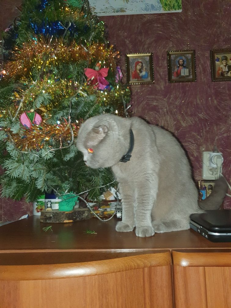 Продам Котика!!!НЕ ДОРОГО!!!