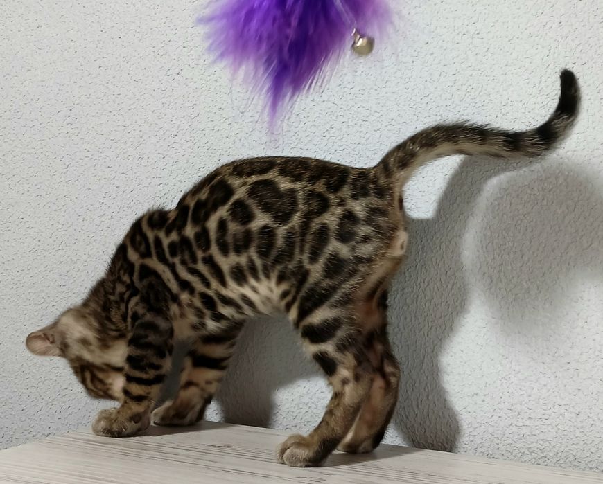 Бенгальські кошенята WCF