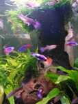 TROCO guppys por outros peixes.
