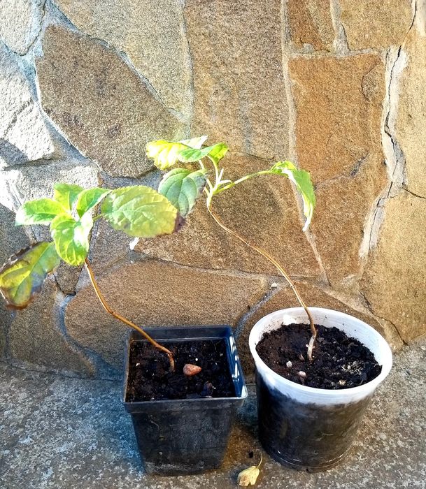 Гортензія деревовидна Анабель