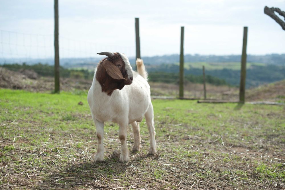 Vendo cabrito macho boer puro