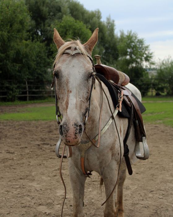 Zestaw western west westernowy ogłowie + napiersnik zdobione