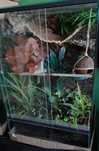 Terrarium 40x40x60 kompletny zestaw gekon orzesiony