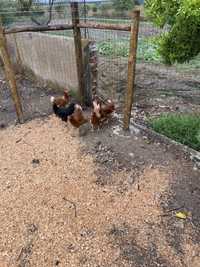 Vendo galinhas criadas a solta, pintos e ovos