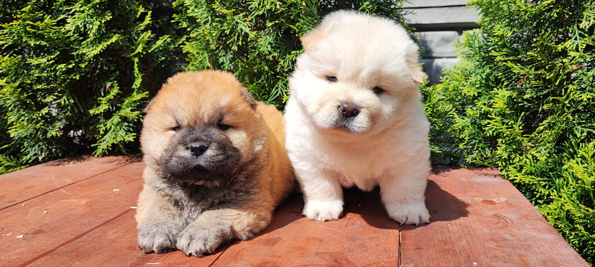 * * * chow chow * * *