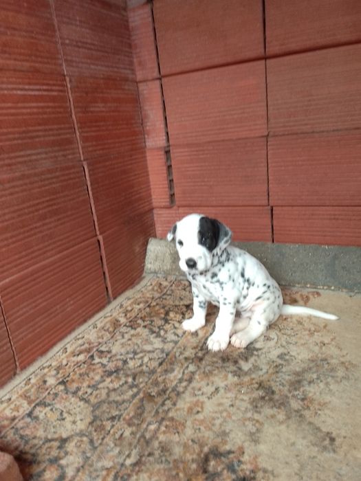 Cachorro Dalmata