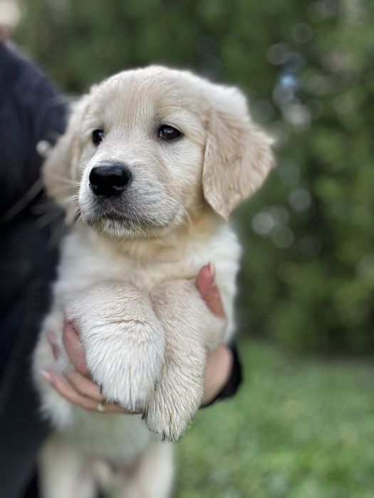 Golden retriever piesek GOTOWY DO ODBIORU
