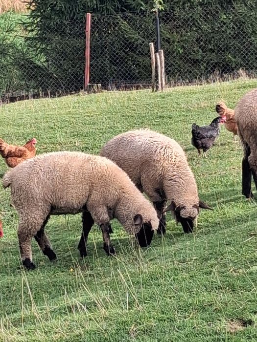 Owca tryk czarnogłówka