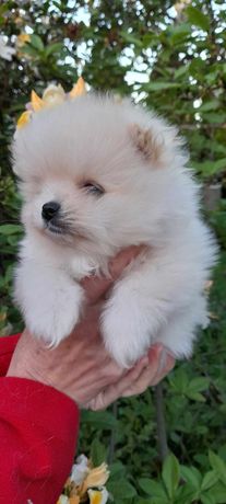 Szpic miniturowy pomeranian