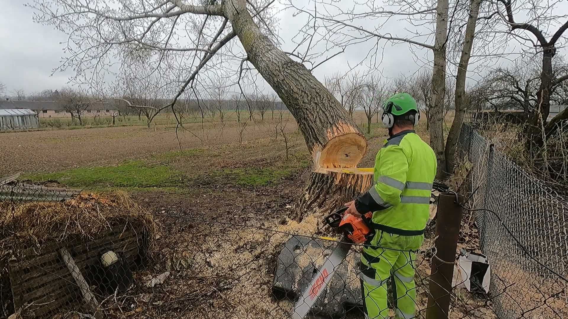 Specjaliści w Wycinaniu Drzew, Frezowaniu Pni