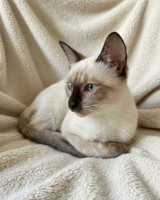 Setúbal / Margem Sul / Lisboa — CÔCO, gatinho para adoção