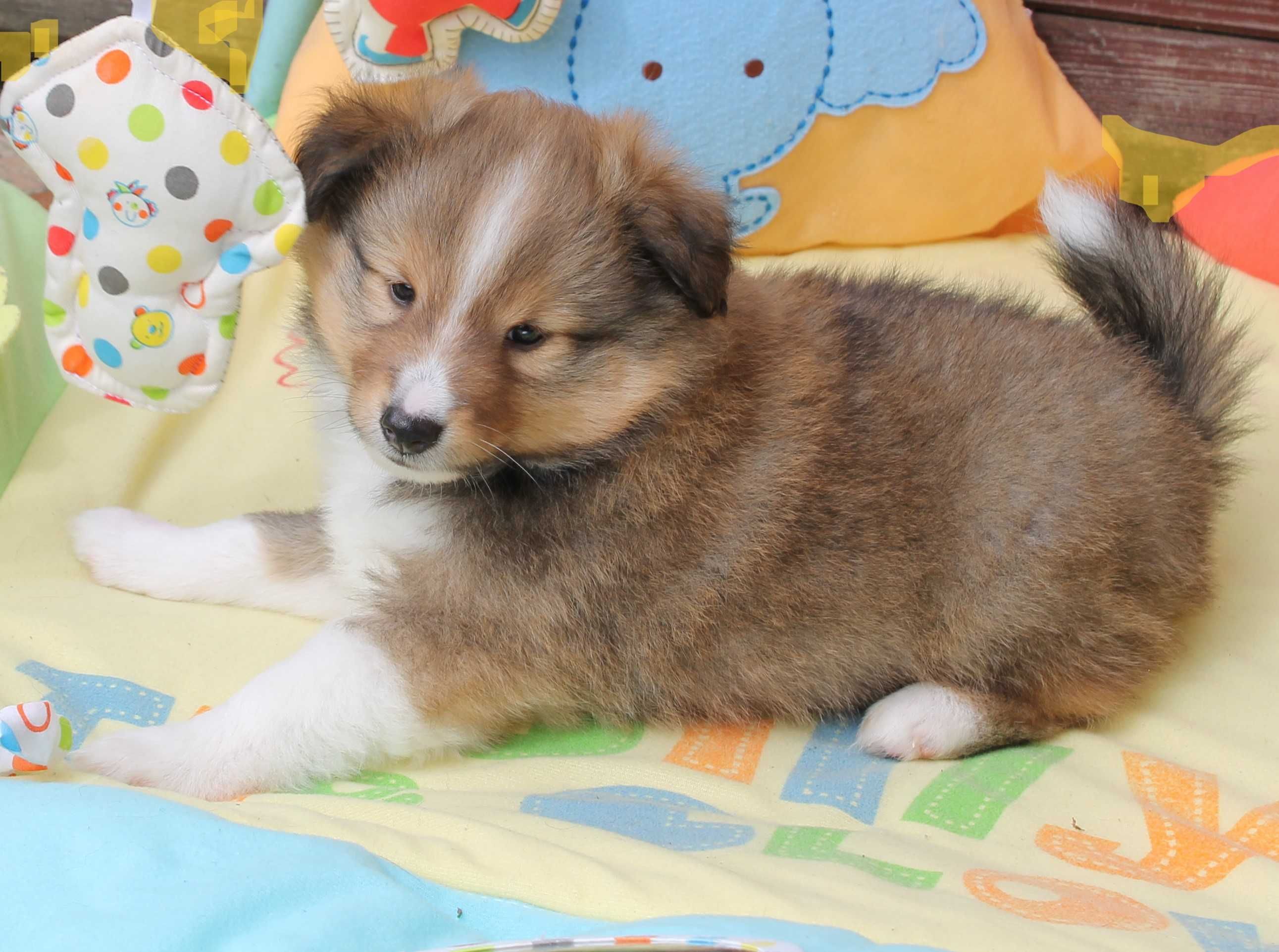 Owczarek szetlandzki sheltie z rodowodem FCI