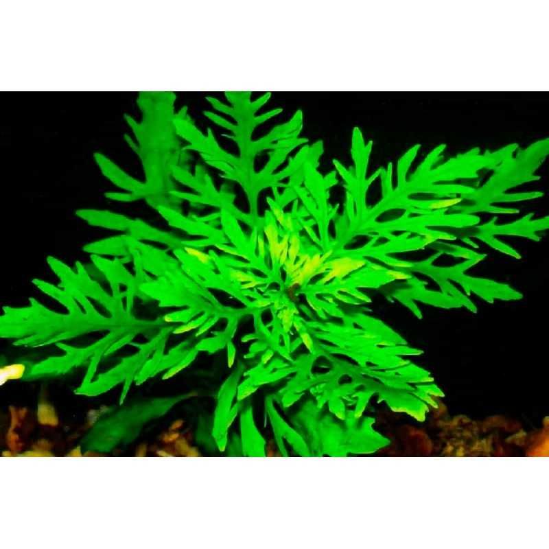 Plantas aquário Low tech