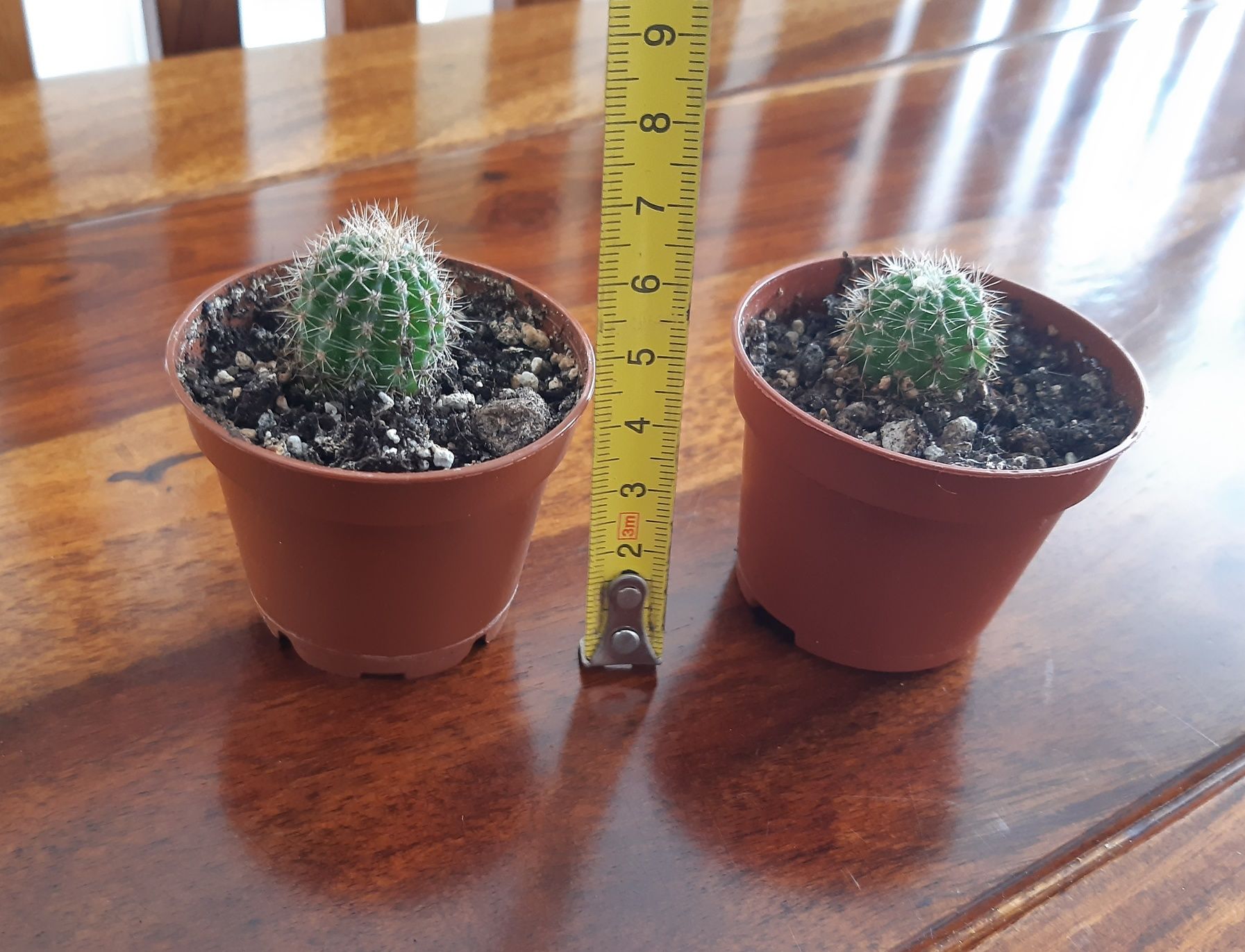 Dwa małe kaktusiki