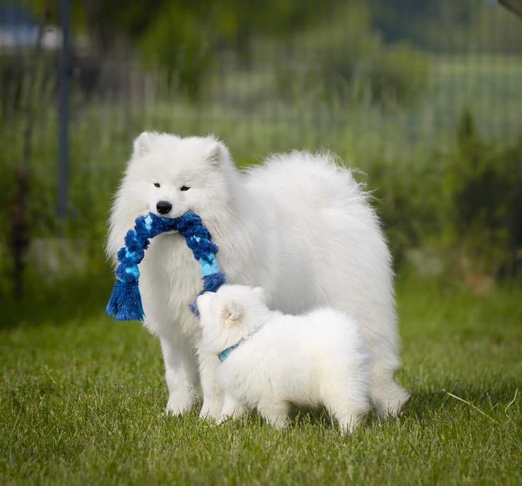 Zapowiedź miotu-Samoyed szczeniak2026r- ZkwP FCI
