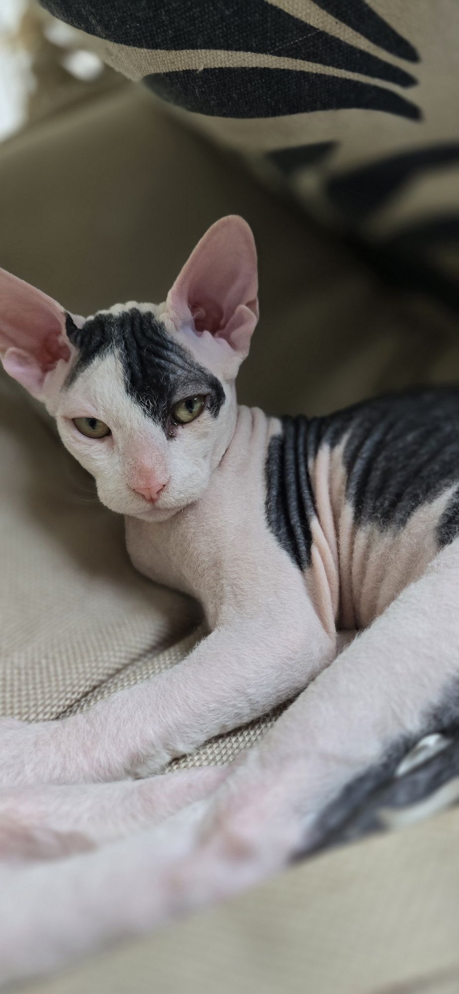 WCF Don Sphynx  kotek