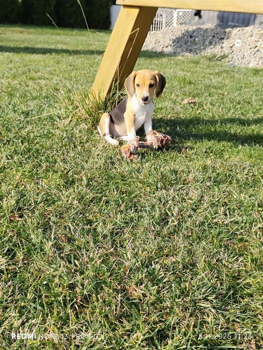 Suczka Beagle gotowa do odbioru metryka czip wyprawka