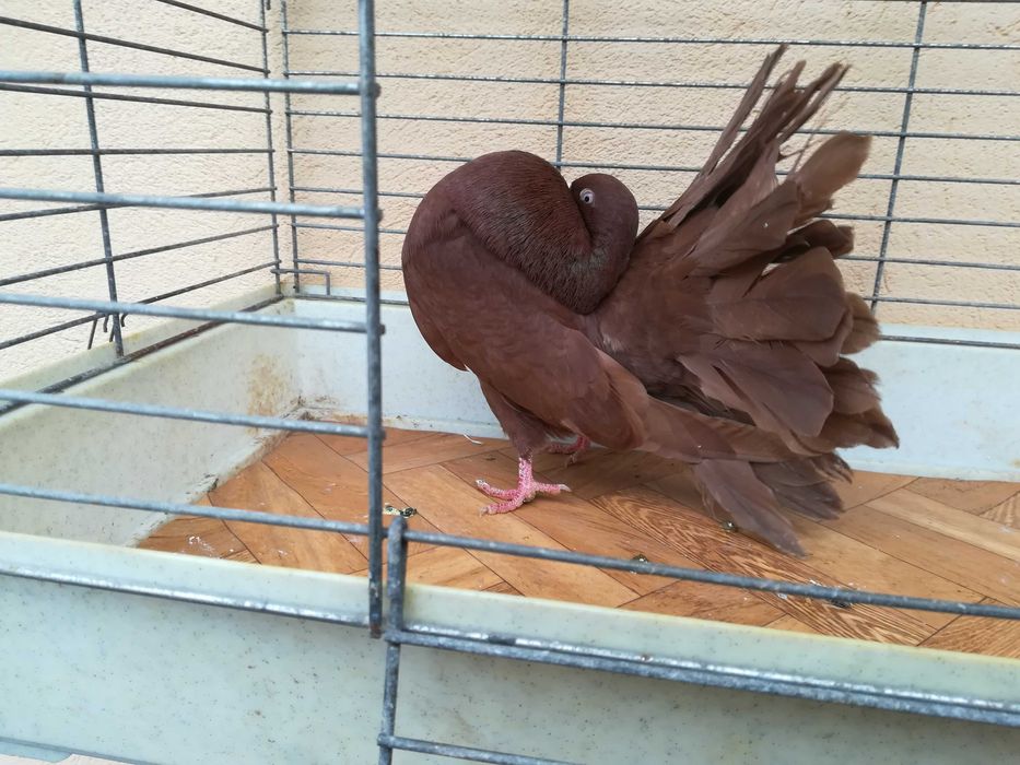 Pawik Pawiki czerwone STARY TYP 2025 r.