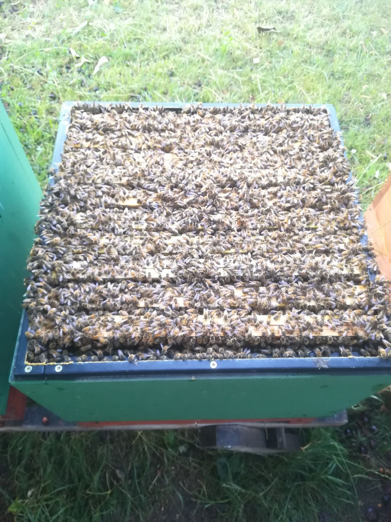 Odkłady pszczele Krainka, Buckfast, Primorska