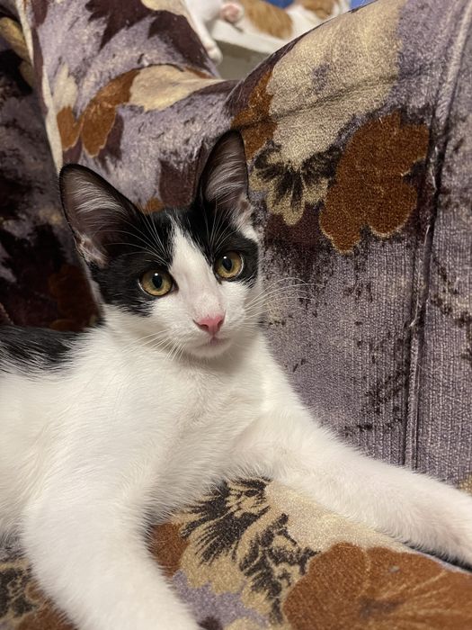 Кошечка в добрые руки СРОЧНО