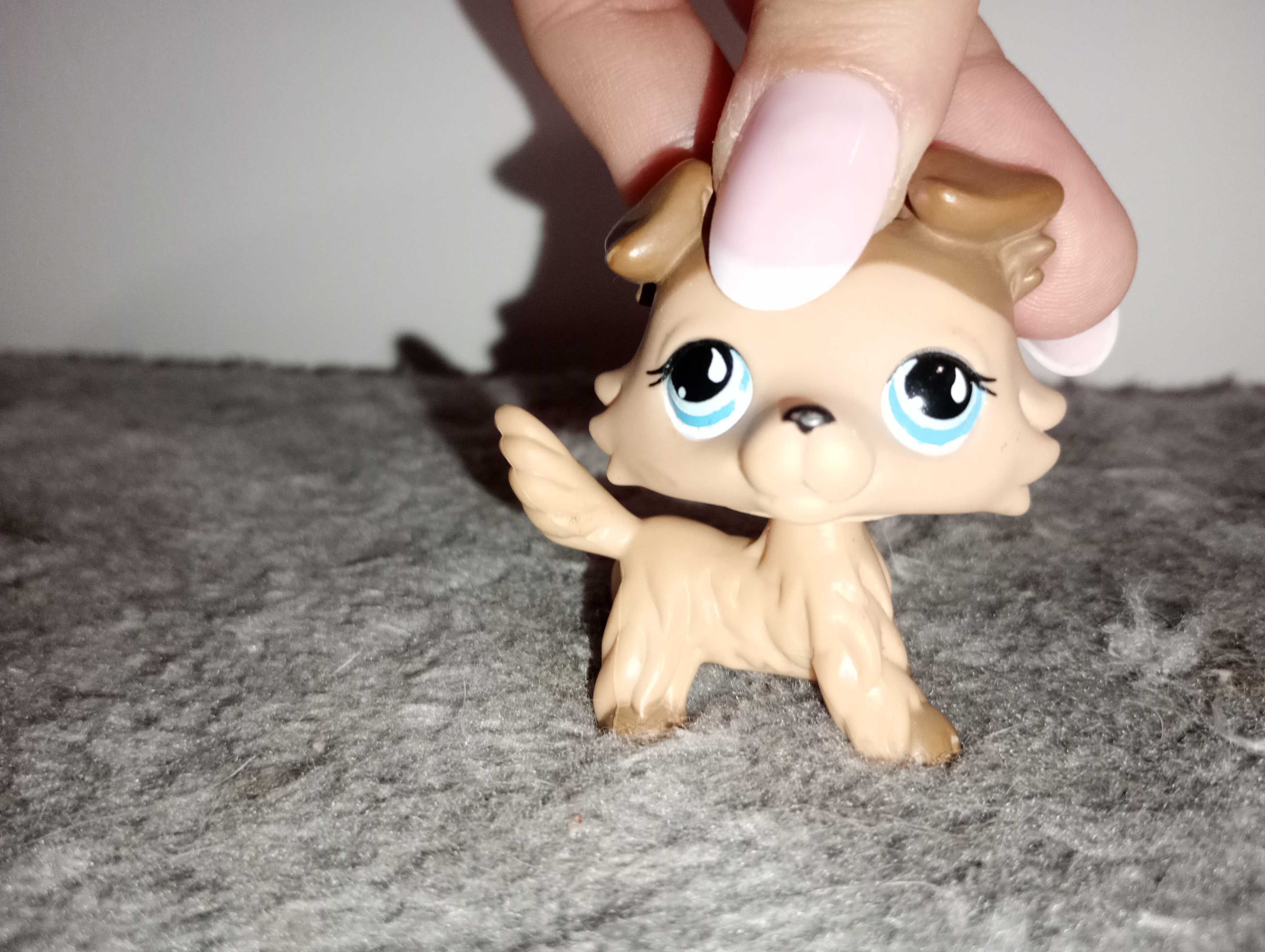 Lps Collie oryginał