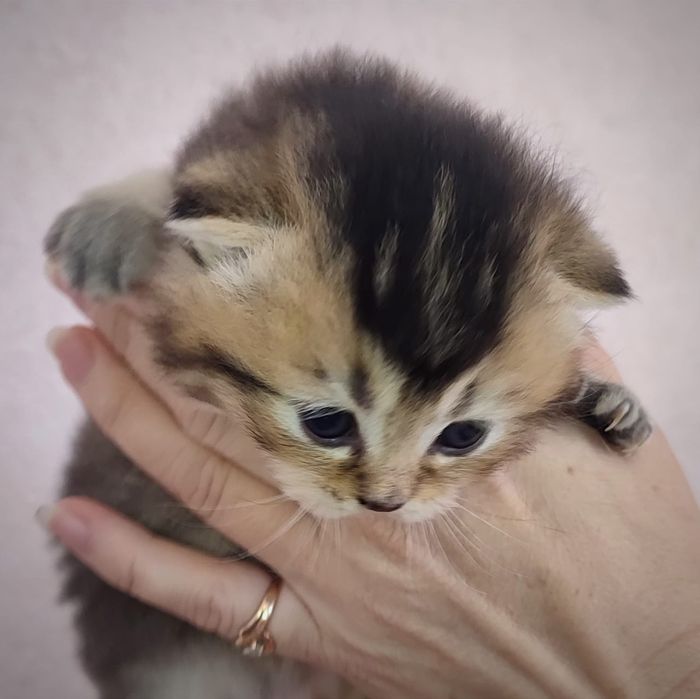 Шотландський котик. Кошеня шиншила. Золоте кошеня