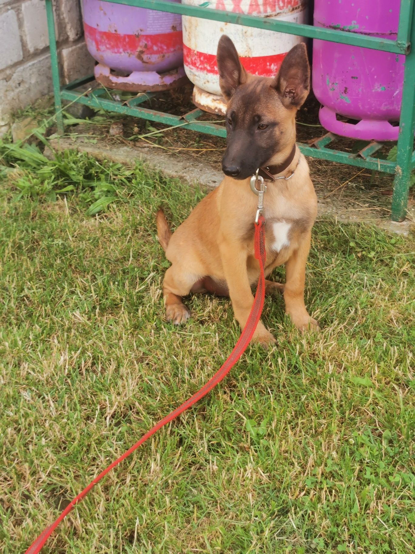 Owczarek Belgijski Malinois polecam