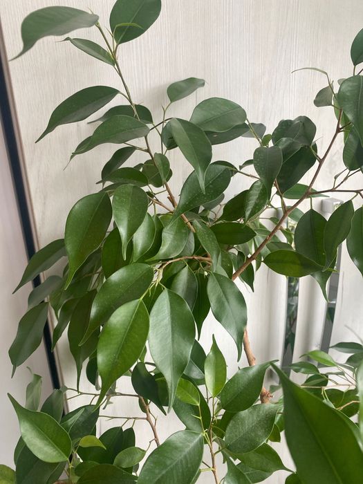 Продается фікус   Цветок