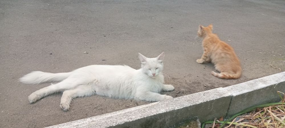 Віддам кошенят в добрі руки