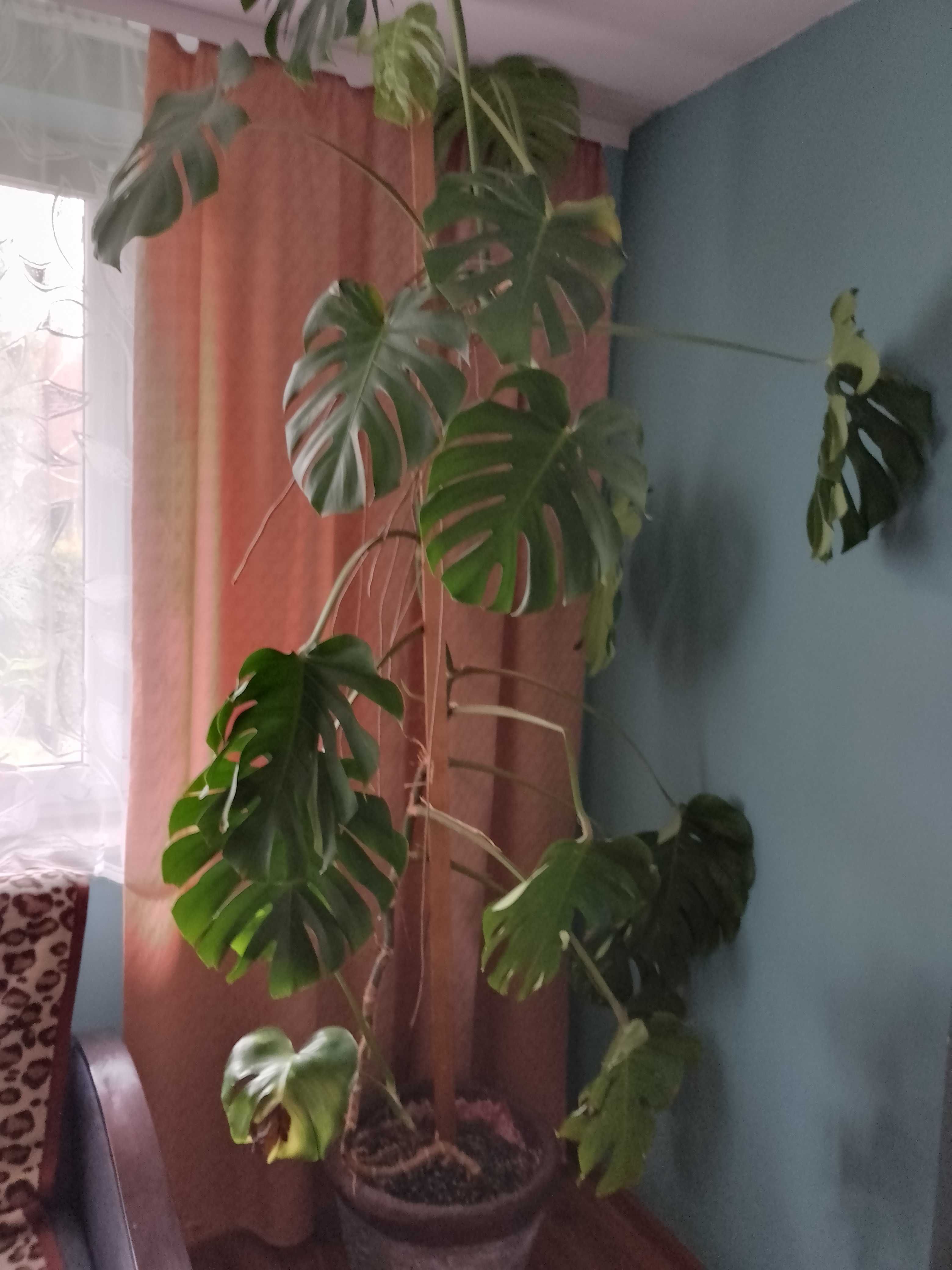 Monstera kwiatek