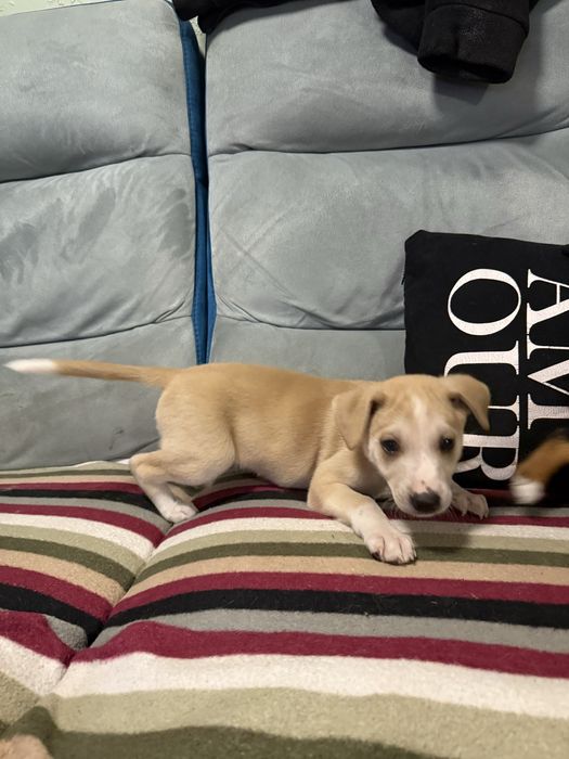 Szczeniaki do oddania za 6-8 tygodni